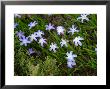 Blue Wildflower, Rochester, New York, Usa by Lisa S. Engelbrecht Limited Edition Print