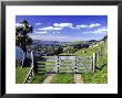 Gate And Cabbage Tree On Otago Peninsula, Above Macandrew Bay And Otago Harbor, New Zealand by David Wall Limited Edition Print