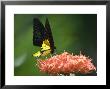 Black And Gold Birdwing At Kuala Lumpur Butterfly Park, Kuala Lumpur, Wilayah Persekutuan, Malaysia by Greg Elms Limited Edition Print
