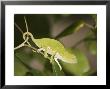 Flap-Necked Chameleon, Zanzibar Town, Zanzibar West, Tanzania by Ariadne Van Zandbergen Limited Edition Print