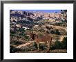 Donkey With The City Of Bethlehem In The Background, Israel by Michael Coyne Limited Edition Print