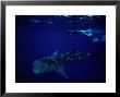 Whale Shark And Diver by Robert Halstead Limited Edition Print