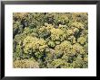 Beautiful Closed Canopy Forest In Udzungwa National Park, Tanzania by Michael Fay Limited Edition Print