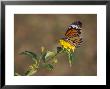 Butterfly Feeds On Bright Yellow Flowers In An Ornamental Garden by Jason Edwards Limited Edition Print