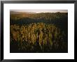 Afternoon Sunlight Bathes Redwood Trees, California by James P. Blair Limited Edition Print