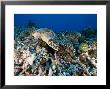 Green Sea Turtle With Coral, French Polynesia by Tim Laman Limited Edition Print
