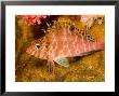 Hawkfish Resting On Coral, Malapascua Island, Philippines by Tim Laman Limited Edition Print