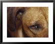 Floopy Ear And Watchful Stare Of A Rhodesian Ridgeback Dog, North Carlton, Australia by Jason Edwards Limited Edition Print