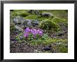 Purple Flowers, Pine Cones And Moss On Rocky Forest Floor In China by David Evans Limited Edition Print