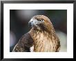 Recovering Captive Red-Tailed Hawk, California by Rich Reid Limited Edition Print