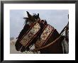 Ornate Harness On A Horse In Benghazi by James L. Stanfield Limited Edition Print