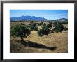 Trees Below The Santa Rita Mountains In Southern Arizona by Bill Hatcher Limited Edition Print