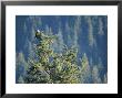 Bald Eagle Perched Atop A Tree In Seward, Alaska by Rich Reid Limited Edition Print