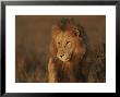 African Lion, Adult Male With Full Mane by John Eastcott & Yva Momatiuk Limited Edition Print