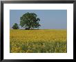 Pair Of Trees Stand Among A Field Of Yellow Flowers by Norbert Rosing Limited Edition Print