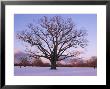 Lone Oak Tree In Delaware Park by Melissa Farlow Limited Edition Pricing Art Print