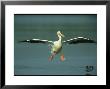 American White Pelican In Flight Over A Salt Water Lagoon by Klaus Nigge Limited Edition Print