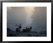 Cold Morning Mist And Rutting Elk Move Through The Sagebrush Meadow by Michael S. Quinton Limited Edition Print