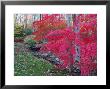 Japanese Maples With Colorful Fall Foliage In A Garden, New York by Darlyne A. Murawski Limited Edition Print