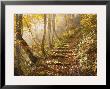 A Path On Natagiri Pass by Michael S. Yamashita Limited Edition Print