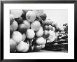 Balloons Lying On Ground Prior To Release by Ralph Crane Limited Edition Print