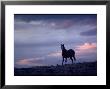 Wild Mustang Horses Running Across Field In Wyoming And Montana by Bill Eppridge Limited Edition Print