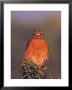 Red-Shouldered Hawk In Early Morning Light, Everglades National Park, Florida, Usa by Charles Sleicher Limited Edition Print