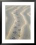 Mouse Footprints In The Sand Of Dunes, Belgium by Philippe Clement Limited Edition Pricing Art Print