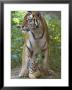 Siberian Tiger Mother With Young Cub Resting Between Her Legs by Edwin Giesbers Limited Edition Pricing Art Print