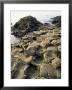 Giants Causeway, Unesco World Heritage Site, County Antrim, Ulster, Northern Ireland by G Richardson Limited Edition Print