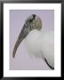 Pre-Dawn Close-Up Of Wood Stork, Fort De Soto Park, Florida, Usa by Arthur Morris Limited Edition Print