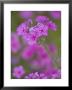 Phlox In Bloom Near Devine, Texas, Usa by Darrell Gulin Limited Edition Print