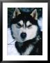 Portrait Of Husky Dog, Wyoming, Usa by Michael Aw Limited Edition Print