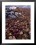 Mt. Lincoln, Colorado, Usa by Karl Lehmann Limited Edition Print