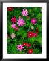 Wildflowers In Stone Forest, Shi Lin, Yunnan, China by Richard I'anson Limited Edition Print
