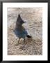 Closeup Of A Stellar's Jay, California by Rich Reid Limited Edition Print