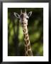 Reticulated Giraffe At The Henry Doorly Zoo In Omaha, Nebraska by Joel Sartore Limited Edition Print