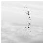 Twig Hyatt Lake by Shane Settle Limited Edition Pricing Art Print