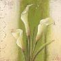 Graceful Callas by Paula Reed Limited Edition Pricing Art Print