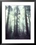Person Dwarfed By Massive Redwoods Breaking Through Morning Fog And Sunlight by Ralph Crane Limited Edition Print