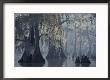 Spanish Moss Drapes Old Cypress Trees On Lake Verret, Louisiana by John Eastcott & Yva Momatiuk Limited Edition Print