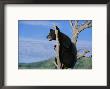 A Young American Black Bear Perches In The Fork Of A Tree by Norbert Rosing Limited Edition Print