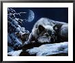 Sleeping Wolf And Lookout by Kevin Daniel Limited Edition Pricing Art Print
