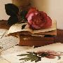 Rose Sur Livres I by Celine Sachs-Jeantet Limited Edition Pricing Art Print