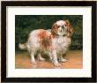 King Charles Spaniel, 1907 by George Sheridan Knowles Limited Edition Print
