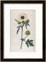 Bladder Hibiscus by William Curtis Limited Edition Pricing Art Print