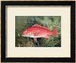 Red Snapper, From Game Fishes Of The United States, Published 1878 by S.A. Kilbourne Limited Edition Pricing Art Print