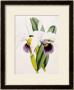 Lily by William Curtis Limited Edition Print