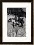 Early Pioneers On The Blue Ridge, Engraved By F. H. Wellington, From Century Magazine, 1901 by Frederic Sackrider Remington Limited Edition Print