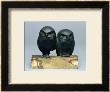 Two Owls, 1903-04 (Bronze And Onyx) by August Gaul Limited Edition Print